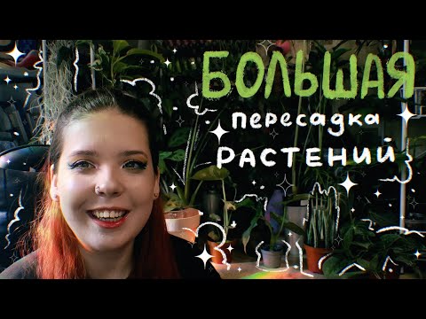Видео: БОЛЬШАЯ ПЕРЕСАДКА РАСТЕНИЙ из коллекции | Пересаживаю и черенкую 23 растения