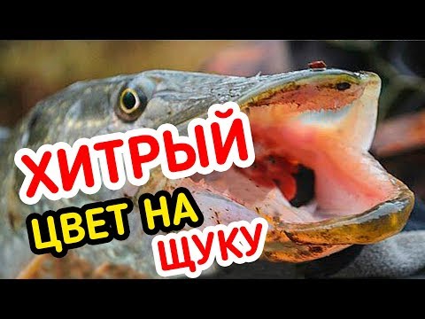 Видео: Рыбалка на ДЕШЁВЫЙ силикон и СВИНЕЦ Фанатик!!! Рабочий монтаж на Щуку!!!