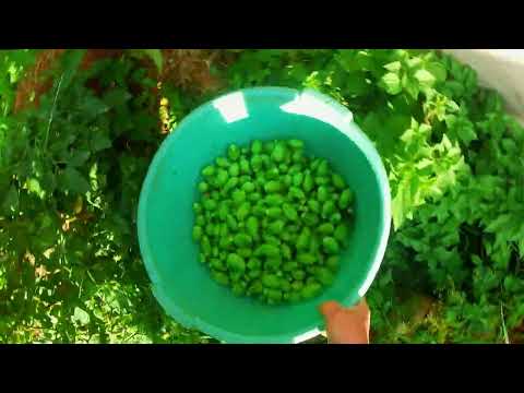 Видео: Помидоры помидоры овощи. Чио-чио-сан.Часть 2