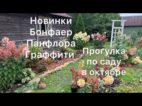 Видео: НОВИНКИ ДЛЯ САДА ГОРТЕНЗИЙ. Прогулка по саду в начале октября.