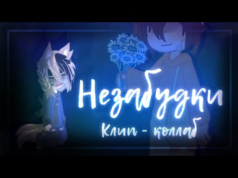 Видео: 🫐🌼|| Гача Клип/Коллаб - "Незабудки"|@Aster_under |STERVELL|GCMV|Gacha club|Гача лайф|NasTyan X||🌼🫐