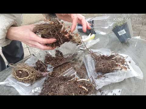 Видео: Обзор посылки интернет магазина Флориум. Хосты,астильбы,клубника,мята