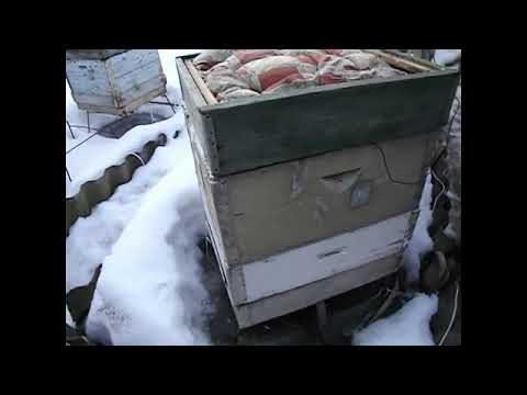 Видео: зимняя подкормка пчел - для чего кормить пчел зимой , и один из способов подкормки