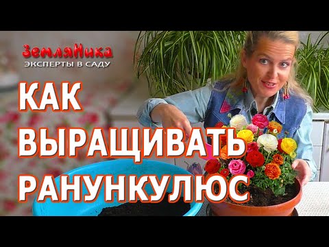 Видео: Ранункулюс. Как правильно посадить в грунт ранункулюсы. Где у ранункулюса ноги.