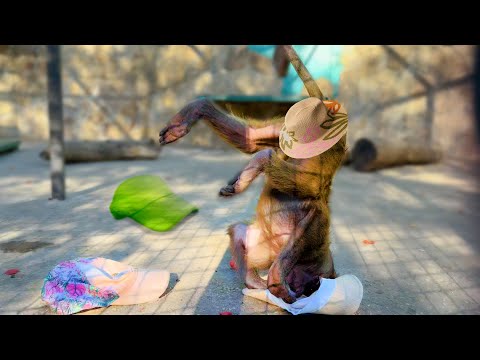 Видео: Это не Степа, а какой-то БУЛЬТЕРЬЕР! Повелитель шляп! Не отдаст НИКОМУ, Тосю грызет - не позавидуешь