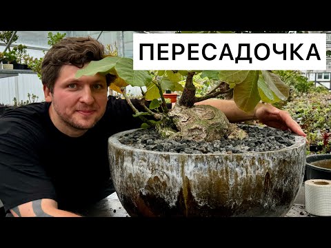 Видео: ПЕРЕСАДКА ФИКУСОВ ПАЛМЕРА И БАОБАБА / КАУДЕКС / ГЕОРГИЙ АРИСТОВ