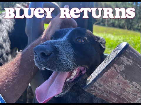 Видео: Bluey возвращается