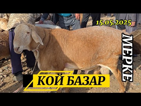 Видео: ҚОЙ БАЗАР / МЕРКЕ