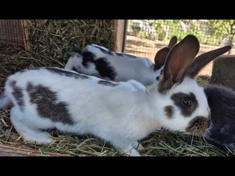 Видео: КРОЛИКИ🐇СОДЕРЖАНИЕ КРОЛИКОВ🐇🐰🐰🐇🐰