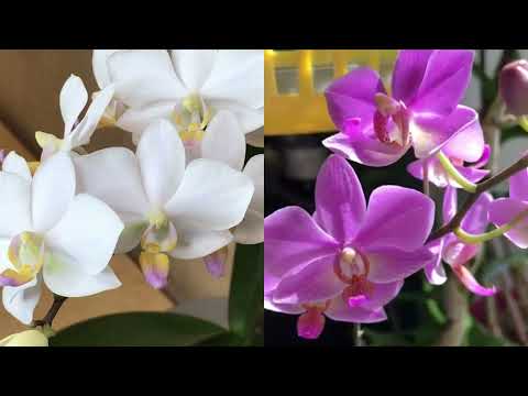 Видео: 4.11.24 Phal. Hatuyuki (фаленопсис Хатуюкі)