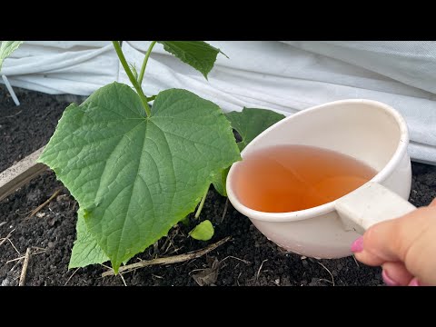 Видео: ВСЕ ПОДКОРМКИ для ОГУРЦОВ НА ВЕСЬ СЕЗОН!