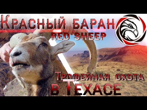 Видео: ТРОФЕЙНАЯ ОХОТА В ТЕХАСЕ. ФИЛЬМ ПЕРВЫЙ