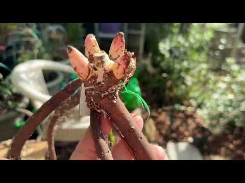 Видео: Пионы от А. Б. Ворошиловой, разбираю долгожданную посылку🌸🌿🌺🌿🌼