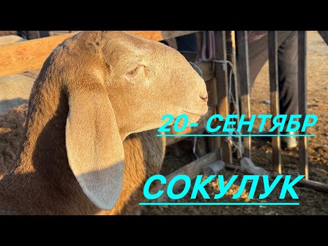Видео: Сокулук мал да кой базар 20/09/25
