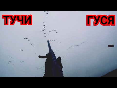 Видео: #ТУЧИ ГУСЯ#ОХОТА НА ГУСЯ#МАССОВЫЙ ХОД ГУСЯ#ОСЕНЬ 2021#GOOSE CLOUDS#GOOSE HUNTING#MASS GOOSE RUN#