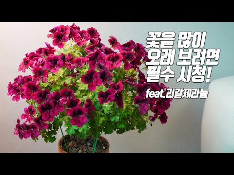 Видео: Если вы хотите надолго увидеть множество царственных цветов герани, загляните - Садоводство