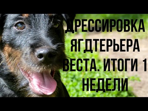 Видео: Дрессировка ягдтерьера Веста. 7 день. Результаты 1 недели