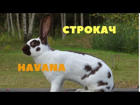 Видео: Красавчик Строкач Havana