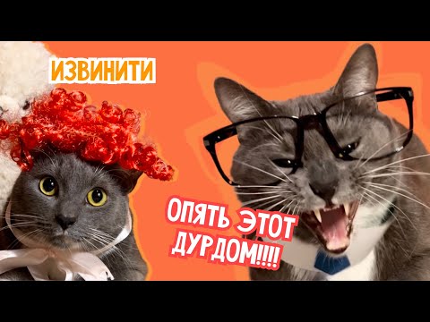 Видео: ЕСЛИ БЫ КОТИКИ ХОДИЛИ В ШКОЛУ - ОПЯТЬ НА УЧЕБУ!