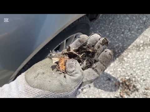 Видео: Как се почиства кора под чистачките на автомобил