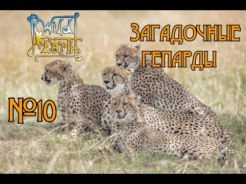 Видео: Wild Earth - Фото-сафари -  Загадочные гепарды #10 🐒 #lizagamer