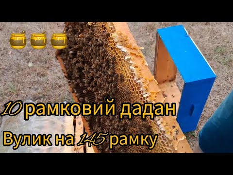 Видео: Стан сімей, кормів в 10 рамковому дадані та вулику на 145 рамку 10.09.2024