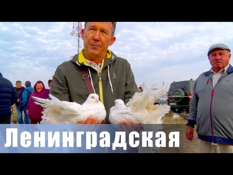 Видео: Птичий рынок. Ленинградская. [13.10.2024]