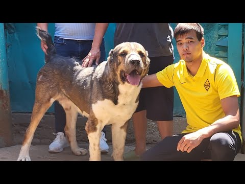 Видео: Пк Кут Жол Жакып Есполаев агамыз Алматы Мойнак 3х Чемпион 🏆