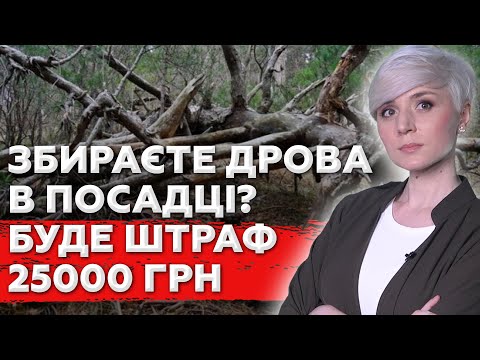 Видео: Зимова облава на дрова: Хочеш збирати гілляки в лісі – Треба мати квиток