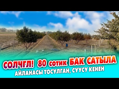 Видео: 80 сотиктен ашык БАК сатылат ~ КОКОН ГИЛАС жана ШАБДАЛЫНЫН эки түрү эгилген ~ Айланасы тосулган