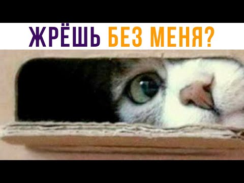 Видео: Жрёшь без меня, да? Приколы | Мемозг 608