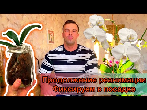 Видео: Орхидея реанимашка НИ ТУДЫ И НИ СЮДЫ! ПОБОРЮСЬ за нее! Полуоткрытая система, полублок.