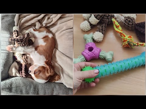 Видео: Что мы купили для щенка в первую очередь / Кавалер Кинг Чарльз Спаниель