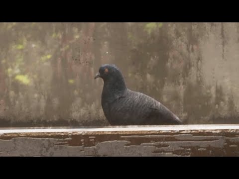 Видео: ХОЧУ ГОЛУБЯ🕊