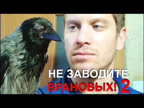 Видео: НЕ ЗАВОДИТЕ ВРАНОВЫХ ПТИЦ!!! ЧАСТЬ 2. Don't have any corvids. Part 2