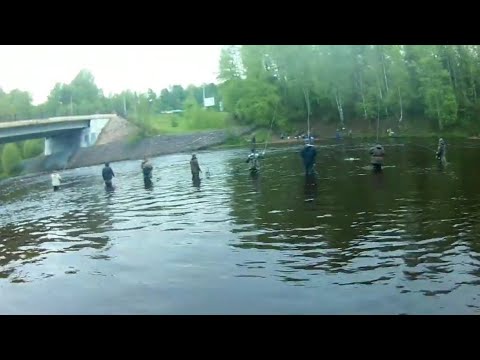 Видео: Рыбалка на поплавок, Чёрная речка, ловим плотву,