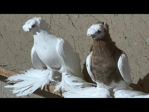 Видео: 19.Yanvar. Чорсув каптар бозори.Layk Bosip qolap quvatlimiza.