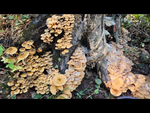 Видео: Опята отходят/ Сочи Лазаревский р-н 