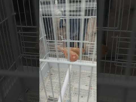 Видео: Самарканд куш бозори