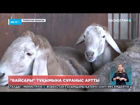 Видео: Елімізде жаңа қошқар тұқымы пайда болды