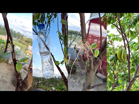 Видео: Простой метод выращивания карамболы воздушными отводками