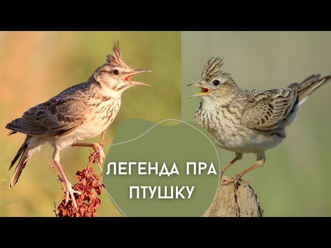 Видео: Легенда пра птушку. Жаўрук.