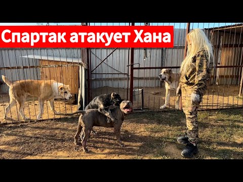 Видео: Спартак атакует Хана, тренировки щенка кавказского волкодава