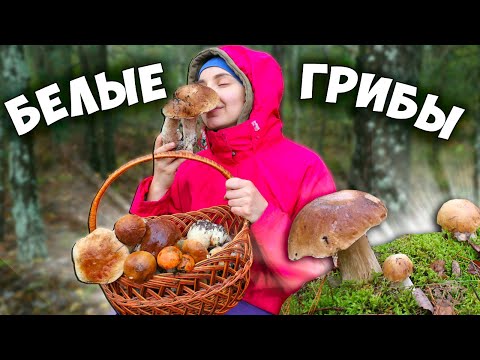 Видео: Собираю и готовлю БЕЛЫЕ ГРИБЫ. Как готовить лесные грибы