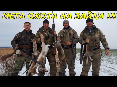 Видео: Мега охота на зайца!!!