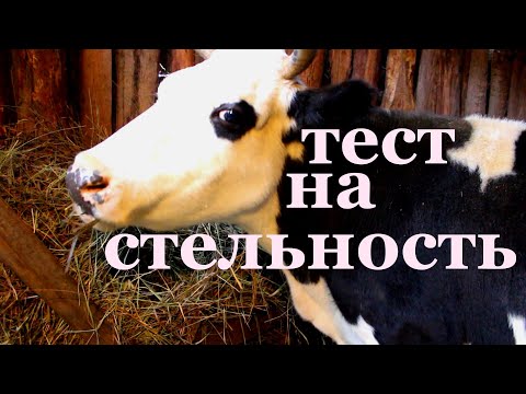 Видео: как взять мочу и  проверить корову  на стельность