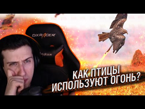 Видео: Hellyeahplay смотрит: Вот Как Птицы Используют Огонь