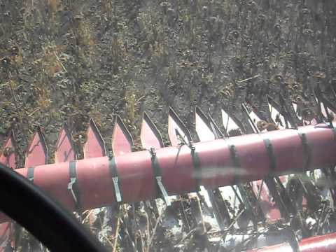 Видео: Комбайн Полесье GS10 - приспособление для уборки подсолнечника (обзор в работе)