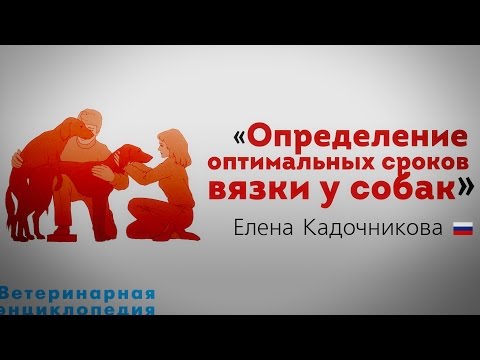 Видео: Определение оптимальных сроков вязки у собак