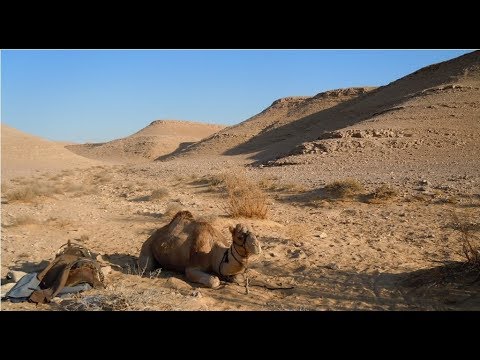 Видео: Как живут бедуины Негева